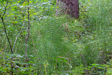 Wood horsetail in the forest, also called Equisetum sylvaticum or Wald Schachtelhalm
