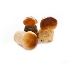 Forest autumn mushrooms isolated on a white background