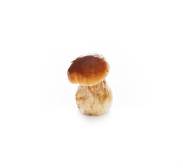 White  mushroom isolated on a white background