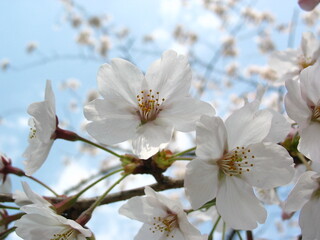 cherry blossoms