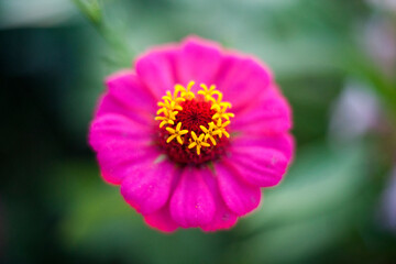 close up of a pink flower