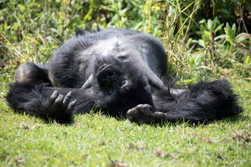 A Silverback Gorilla (Gorilla beringei beringei) - Rwanda.