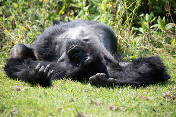 Obraz premium A Silverback Gorilla (Gorilla beringei beringei) - Rwanda.