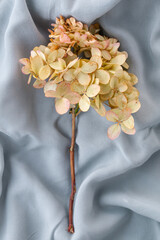 dry hydrangea inflorescence on a grey fabric background