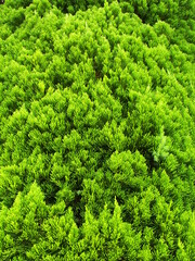 Fototapeta premium 秋のコニファー