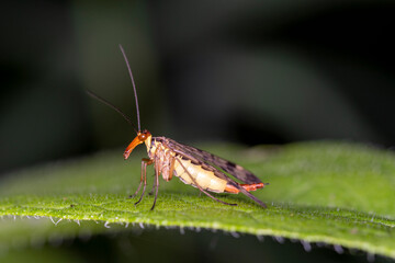 Common scorpionfly - Panorpa communis - female