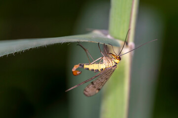 Common scorpionfly - Panorpa communis - male