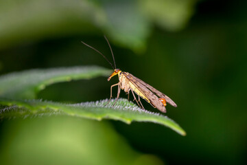 Common scorpionfly - Panorpa communis - male