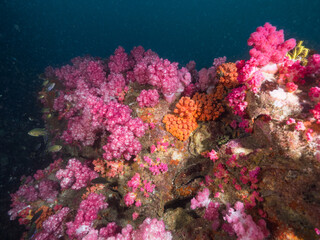 Obraz premium Pink soft corals in Mergui archipelago, Myanmar