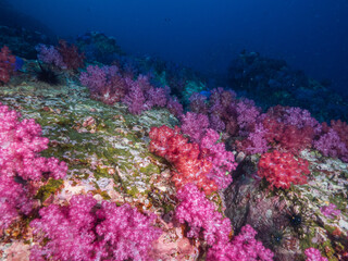 Fototapeta na wymiar Pink soft corals in Mergui archipelago, Myanmar