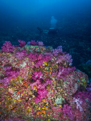 Naklejka na ściany i meble Pink soft corals in Mergui archipelago, Myanmar