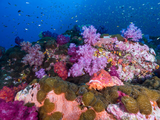 Fototapeta na wymiar Scorpionfish on mushroom anemone with pink corals in Mergui archipelago, Myanmar