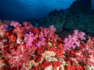 Obraz premium Red soft corals in Mergui archipelago, Myanmar
