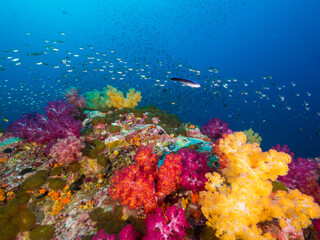 Fototapeta na wymiar Colorful corals with glass fish in Mergui archipelago, Myanmar