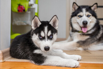 Two cute husky dogs are lying on floor in room. Husky puppy and adult husky indoors