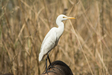 Egret