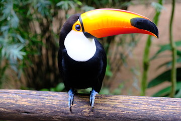 Brazil Foz do Iguacu - Zoo - Parque das Aves Toco toucan (Ramphastos toco) © Marko