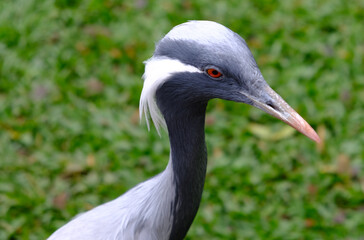 Brazil Foz do Iguacu - Zoo - Parque das Aves Demoiselle crane Bird (Grus virgo)