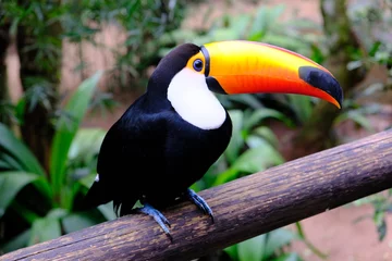 Papier Peint photo Lavable Toucan Brésil Foz do Iguaçu - Zoo - Parque das Aves Toco toucan (Ramphastos toco)