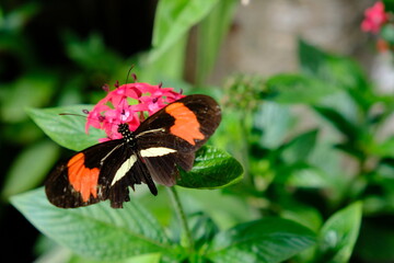 Brazil Foz do Iguacu - Zoo - Parque das Aves Red postman Butterfly (heliconius erato) on a tropical plant