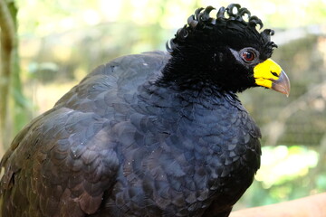 Brazil Foz do Iguacu - Zoo - Parque das Aves Bare-faced Curassow bird (Crax fasciolata)