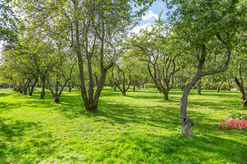 Green grass in the recreation area of the city summer park