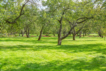 Fototapeta na wymiar Green grass in the recreation area of the city summer park
