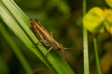 grasshopper on the grass