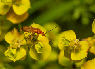 beetle on a yellow flower