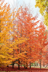 Obraz premium Autumn colors, trees with red leaves in Spain