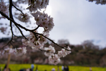福島県の桜風景