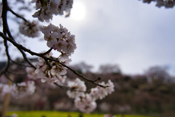 福島県の桜風景
