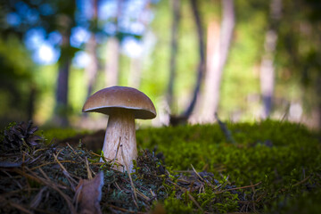 big mushroom grows on wood glade