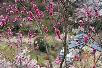 福島県の桜風景
