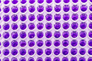 Multi channel pipette loading biological samples in microplate for test in the laboratory /...