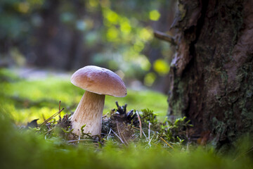 cep mushroom grows on wood glade