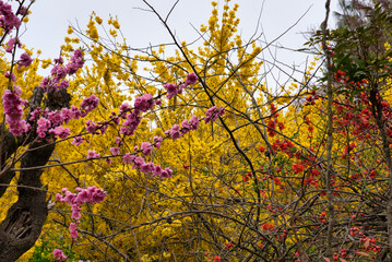福島県の桜風景