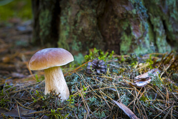 mushroom grows on forest glade