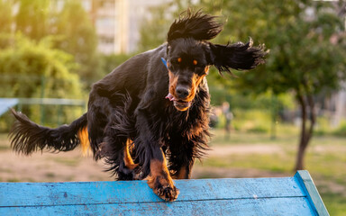 Scottish setter on obstacle course