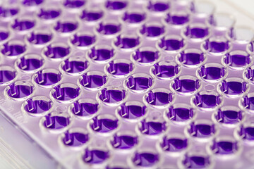 Multi channel pipette loading biological samples in microplate for test in the laboratory /...