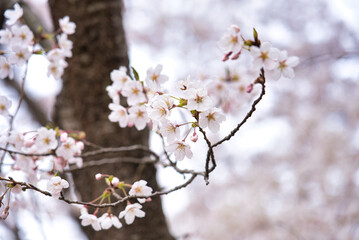 福島県　桜　アップ