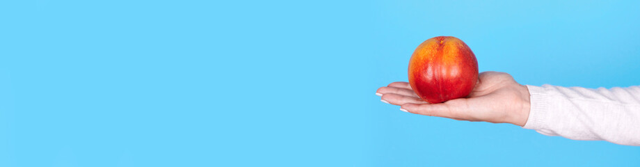 Fresh ripe peach in hand, isolated on blue background, copy space template, banner.