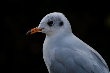 Black Headed Gull in winter plumage