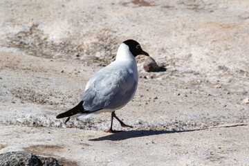 Ave típica chilena, San Pedro de Atacama