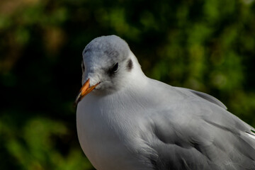 Black Headed Gull in winter plumage