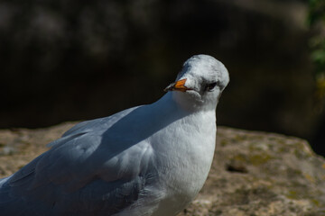 Black Headed Gull in winter plumage