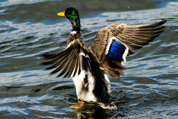 A Mallard duck