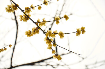 Wintersweet tree