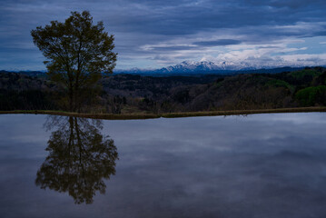 曇り空と木とリフレクション