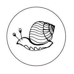 Snail on a white background.